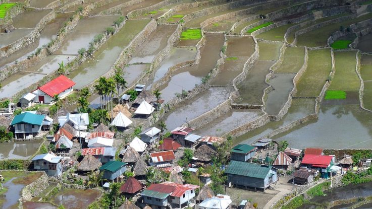 Philippines rice-field