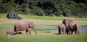 Partir au Sri Lanka pour admirer les impressionnants éléphants d’Asie