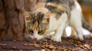 Repas pour chat