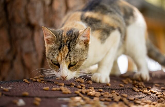 Repas pour chat