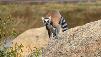 parcs nationaux au cœur de Madagascar