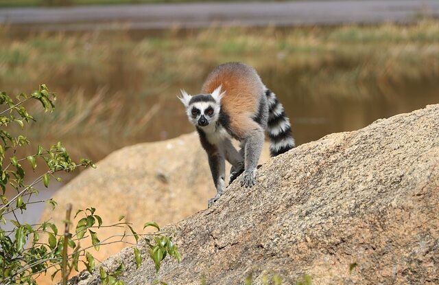 parcs nationaux au cœur de Madagascar