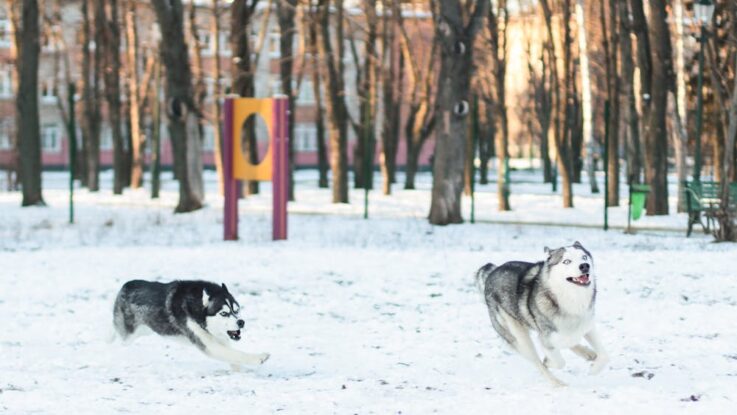 Les chiens husky