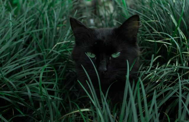 Comportement territorial des chats