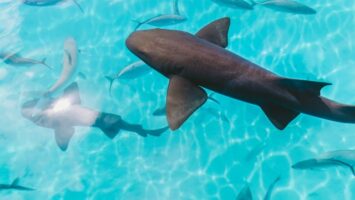 Secrets des requins