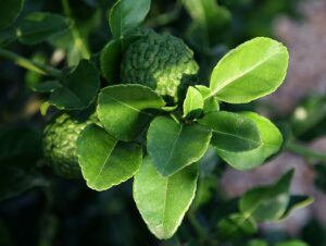 feuilles de kaffir