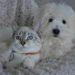 Les conflits entre chiens et chats