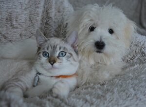 Les conflits entre chiens et chats