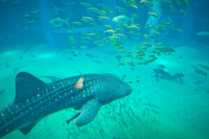 requins-baleines